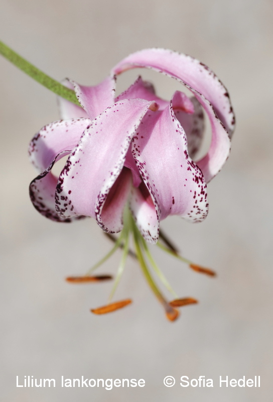 Lilium lankongense, Mekonglilja